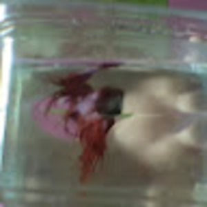 Meet your Posher, Kianna